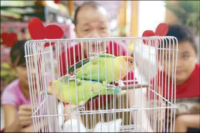  ??  ?? Malabon Zoo owner Manny Tangco shows a pair of lovebirds, one of several pairs in his collection, in time for Valentine’s Day.
BOY SANTOS