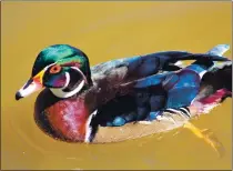  ?? COURTESY PHOTO ?? The male wood duck is a colorful bird.