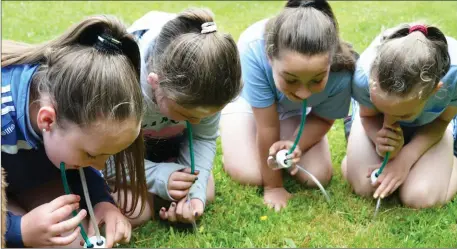  ??  ?? Ellie, Emma, Shauna and Aine putting their science skills to the test on Friday morning as they demonstrat­e the use of the schools ‘pooters’ which they use to collect insects.