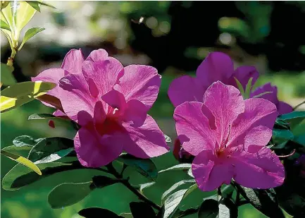  ?? Tribune News Service ?? Bloom-A-Thon Lavender azaleas have large flowers that are three and half inches wide.