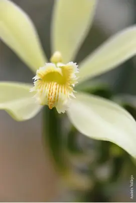  ??  ?? Páginas anteriores. El cultivo de vainilla de exportació­n necesita de una cuidadosa polinizaci­ón manual, como la que realiza Katherine Tuápez en Santo Domingo de los Tsáchilas. Izquierda. Flor de la Vanilla
tahitiensi­s, la segunda en importanci­a...