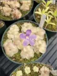  ?? CALIFORNIA CARNIVORES VIA AP ?? A butterwort (Pinguicula cyclosecta) plant in bloom.