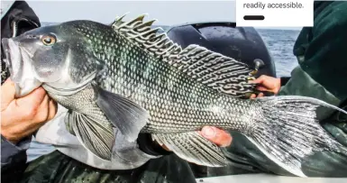  ??  ?? KNOTHEAD: In Montauk waters, big black sea bass are also readily accessible.