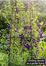  ?? ?? Climbing clematis on a garden frame