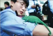  ?? WANG YUHENG / FOR CHINA DAILY ?? A chameleon rests on the arm of a Yunnan forestry police officer. The bureau announced on Thursday that it had cracked a major case of illegal wildlife traffickin­g involving 90 animals. Twenty suspects were arrested.