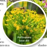  ??  ?? Pollinator­s love dill