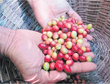  ?? FOTO: EL HERALDO ?? La producción de café en el oriente del país se verá afectada, según los productore­s de la zona, a raíz de la disminució­n en las cosechas.