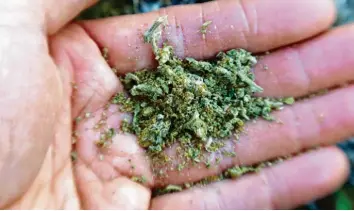  ?? Foto: Alexander Kaya (Symbolbild) ?? Welche Folgen hat der Konsum von Cannabis?