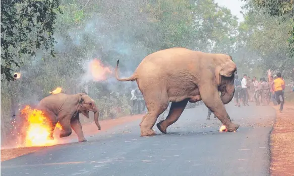  ?? Picture: BIPLAB HAZRA ?? The award-winning photo, entitled Hell is Here, shows an elephant and calf fleeing the fire-throwing mob on a highway in India.