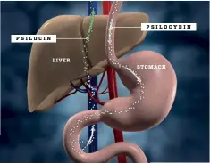  ??  ?? PSILOCYBIN PSILOCIN LIVER STOMACH