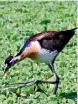  ??  ?? Bronze Winged Jacana