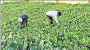  ??  ?? Inmates busy tending to the crop of vegetables at Kaushambi jail.