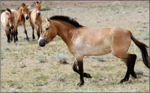  ?? (File Photo/AP/Petr David Josek) ?? Four Przewalski’s horses are seen June 16, 2011, after being released at the Khomiin Tal reservatio­n in Western Mongolia.