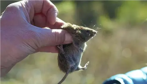  ?? ?? A red-backed vole is held during a survey of plant and animal life in Juneau, Alaska,