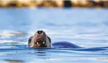  ??  ?? A sea lion swims in Oceanside Harbor Tuesday. The city is looking for ways to contain the animals to a platform built for them.