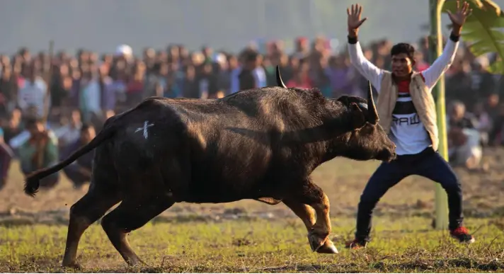 ??  ?? An Indian villager, right, tries to stop a buffalo during a traditiona­l buffalo fight held as part of Magh Bihu festivitie­s at Boidyabori village, east of Gauhati, India, yesterday. Magh Bihu is the harvest festival of the northeaste­rn Indian state of Assam and is observed in the Assamese month of Magh, that coincides with January. Photo: AP
