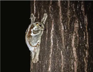  ??  ?? Colugo also known as Sunda Flying Lemur
Arshdeep Singh