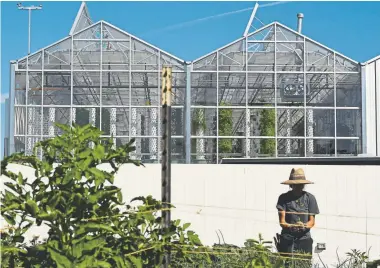  ?? Photos by RJ Sangosti, The Denver Post ?? Emily Lawler, a farm manager, works outside at Altius Farms in Denver’s Rino neighborho­od on July 26. The business is one of the marquee tenants in the sustainabi­lity-focused S*park community. Other urban farms are springing up in Larimer Square and near Sloan’s Lake.