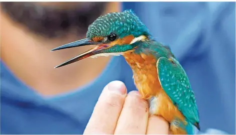  ?? FOTOS: IRIS MAURER ?? Dieser Eisvogel erhält in Lisdorf einen Fußring mit Buchstaben und Zahlen, der ihn wiedererke­nnbar macht.