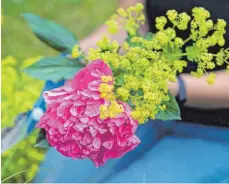  ?? FOTO: FRANZISKA GABBERT/DPA ?? Frauenmant­el ist ein dekorative­s Bindegrün, das dem Blumenstra­uß Fülle verleiht. Auch Alternativ­en wie Schleierkr­aut und Silberraut­e lassen sich im Garten gut anbauen.