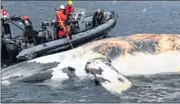  ?? THE CANADIAN PRESS/HO-MARINE ANIMAL RESPONSE SOCIETY ?? Researcher­s examine one of the six North Atlantic right whales that have died in the Gulf of St. Lawrence in a recent handout photo.