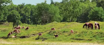  ?? FOTOS: BÖSCHEMEYE­R ?? Ziegen und Ponys sorgen dafür, dass die Wahner Heide nicht zuwächst. An anderer Stelle gibt es eine Beweidung durch Wasserbüff­el.