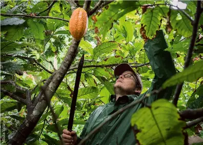  ??  ?? Izquierda. Germinació­n de semilla en el suelo de un bosque andino. Arriba. George Fletcher atiende su cultivo agroecológ­ico de cacao en Caimito, en Esmeraldas.