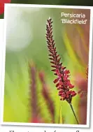  ?? ?? Persicaria ‘Blackfield’