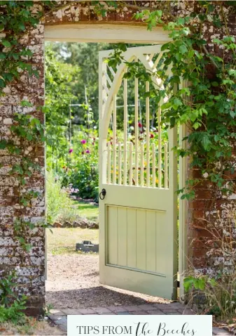  ??  ?? OPPOSITE An old espalier pear is underplant­ed with ‘Spanish Eyes’ annual lavender THIS PAGE, TOP LEFT Sticks for ‘Claret’ sunflowers are topped with tiny terracotta pots ABOVE A fragrant old rose, Rosa ‘Madame Alfred Carrière’, is draped over the gate into the walled garden