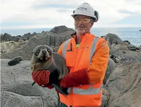  ?? PHOTO: SUPPLIED ?? Marine mammal expert Dr Simon Childerhou­se with a relocated fur seal pup during the road and rail rebuild on the Kaikoura coast.