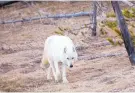  ?? NEAL HERBERT/YELLOWSTON­E NATIONAL PARK ?? A white wolf walks in Yellowston­e National Park in Wyoming in April. A wolf similar to the one pictured was killed on April 11 at the northern edge of the park.