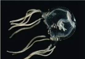  ?? Photograph: Jan Bielecki ?? Caribbean box jellyfish were placed in differentl­y decorated tanks and their collisions with the walls were observed over time.