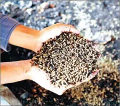  ?? HONG MENEA ?? A farmer displays fly larvae in Meanchey village of the capital’s Meanchey district on Monday.