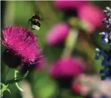  ??  ?? A bee flies from a flower in the ‘Morgan Stanley Garden’.