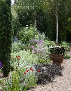  ??  ?? TOP The gravel terrace behind Rye View features a variety of sun-loving plants ABOVE AND BELOW Visitors often linger in Felicity and Lawrence’s garden at Periteau House, where a venerable wisteria and pink ‘Agatha Christie’ rose scramble over a shady...