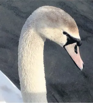  ??  ?? This week’s Big Picture of a cygnet at Redesmere Lake was sent to us by Carol Capper. Email yours to macclesfie­ldexpress@ menmedia.co.uk or add them to our Flickr page at flickr.com/groups/maccpics