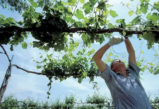  ?? Impegno ?? Il lavoro tra i filari, fondamenta­le per una delle eccellenze dell’EmiliaRoma­gna