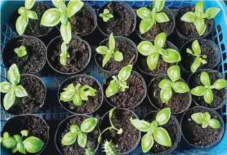  ??  ?? Herb seedlings.