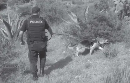  ?? CORTESÍA ?? Delincuent­es fueron asegurados con apoyo de binomios caninos.