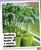  ??  ?? Seedlings develop beside a window