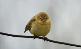  ?? ?? Insaf Ali was sentenced to a year and a day in prison for smuggling finches into the US. Photograph: Mark Webb/Alamy