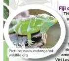  ?? Picture: www.endangered­wildlife.org ??