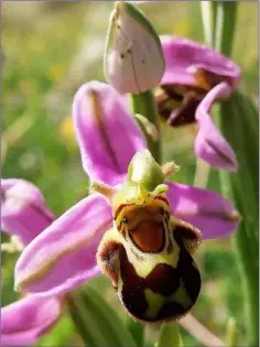  ??  ?? Though recorded in nearly every Irish county, the Bee Orchid has a very local distributi­on.