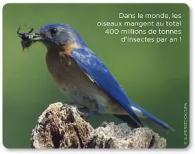  ??  ?? Dans le monde, les oiseaux mangent au total 400 millions de tonnes d’insectes par an !