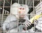  ??  ?? A Hamadryas baboon, named Masoud, in a cage in Tyre