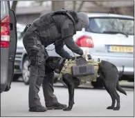  ?? AP/PETER DEJONG Dutch counterter­rorism police install a camera on a dog as they prepare to enter a house after a shooting on a tram in Utrecht, Netherland­s, killed three people. ??