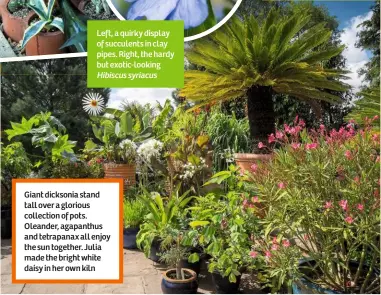  ??  ?? Giant dicksonia stand tall over a glorious collection of pots. Oleander, agapanthus and tetrapanax all enjoy the sun together. Julia made the bright white daisy in her own kiln