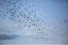  ?? ?? Bats fly out of a cave at sunset to feed in Ratchaburi, Thailand, on 12 September 2020. Photograph: Lauren DeCicca/ Getty Images