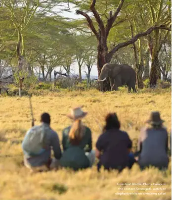  ??  ?? Guests at Namiri Plains Camp, in the eastern Serengeti, watch an elephant while on a walking safari