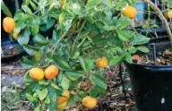 ?? (Photo by MSU Extension/Gary Bachman) ?? Satsuma oranges are winter favorites that grow well in Mississipp­i. Their heavy fruit load can overwhelm small trees.